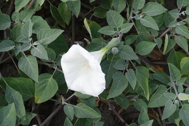 Lily white flower of Datura innoxia in October Lily white flower of Datura innoxia in October datura meteloides stock pictures, royalty-free photos & images