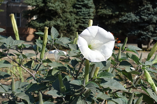 Numerous buds and white flower of Datura innoxia in September