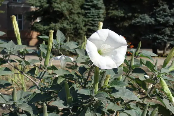 Photo of Numerous buds and white flower of Datura innoxia in September