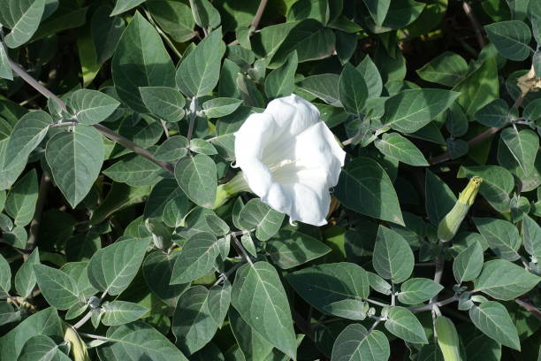 One white flower of Datura innoxia in September One white flower of Datura innoxia in September datura meteloides stock pictures, royalty-free photos & images
