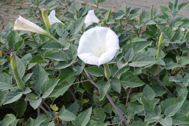 Several white flowers of Datura innoxia in October Several white flowers of Datura innoxia in October datura meteloides stock pictures, royalty-free photos & images
