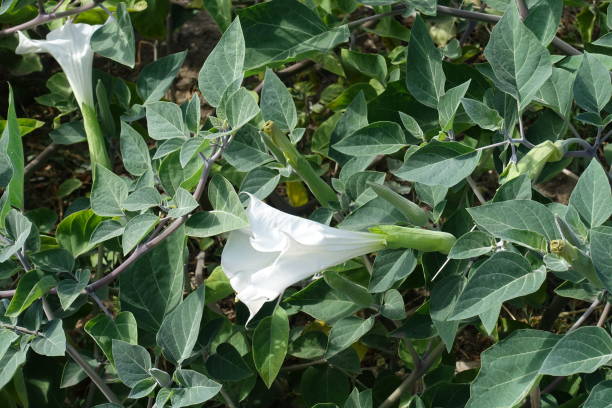 Side view of white flower of Datura innoxia in September Side view of white flower of Datura innoxia in September datura meteloides stock pictures, royalty-free photos & images