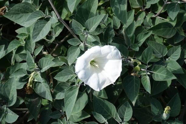 Single white flower of Datura innoxia in September Single white flower of Datura innoxia in September datura meteloides stock pictures, royalty-free photos & images