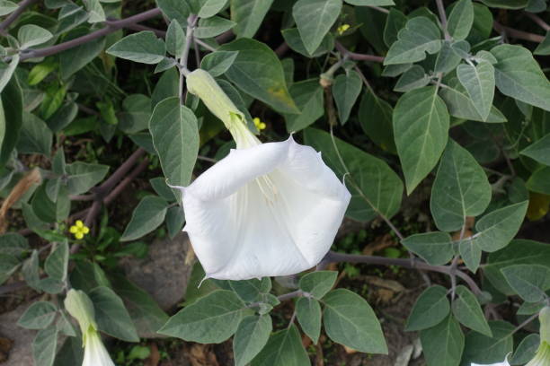 Trumpet shaped white flower of Datura innoxia in October Trumpet shaped white flower of Datura innoxia in October datura meteloides stock pictures, royalty-free photos & images