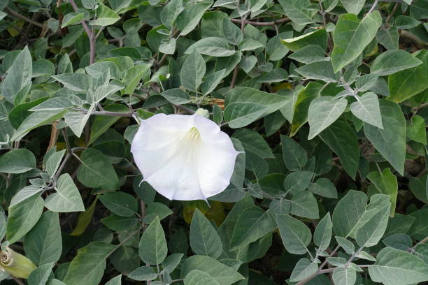 Snow white flower of Datura innoxia in October Snow white flower of Datura innoxia in October datura meteloides stock pictures, royalty-free photos & images