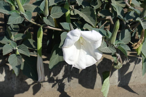 White flower in the leafage of Datura innoxia in September White flower in the leafage of Datura innoxia in September datura meteloides stock pictures, royalty-free photos & images