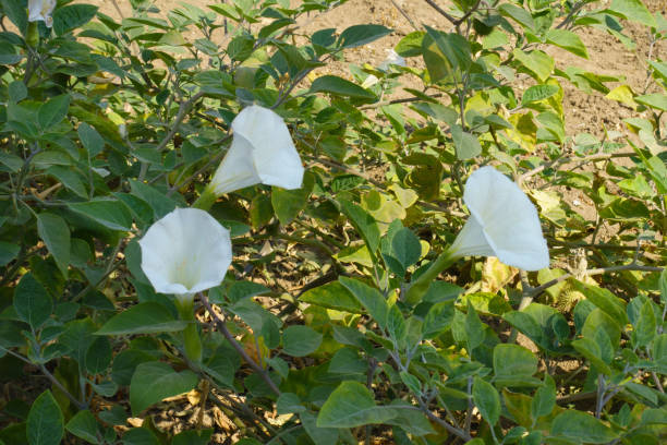 Three white flowers of Datura innoxia in September Three white flowers of Datura innoxia in September datura meteloides stock pictures, royalty-free photos & images