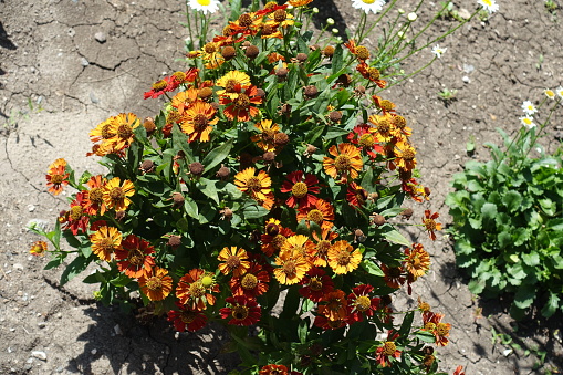 Yellow, orange and red flowers of Helenium autumnale in August