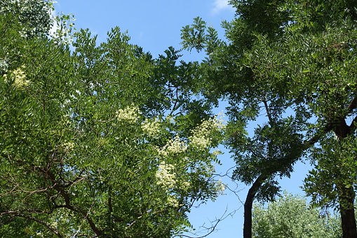 White flowers in the leafage of Sophora japonica tree against blue sky in August