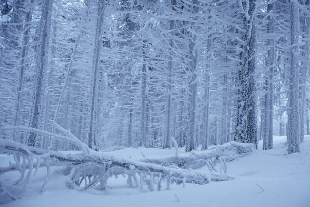 jodły śnieżne na szczycie góry wurmberg, park narodowy harzu dolna saksonia, braunlage, niemcy - lower saxony zdjęcia i obrazy z banku zdjęć