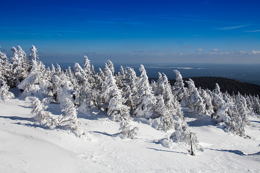 Snowy firs on the summit of Wurmberg-mountain, Lower Saxony Harz National Park, Braunlage, Germany
