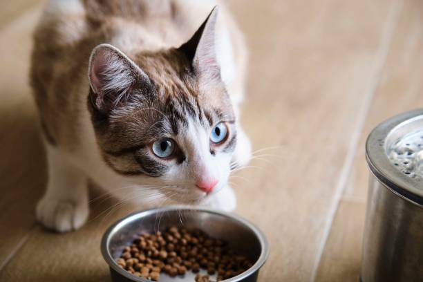 istock Fearful cat in front of his feeder looking up. 1620392164