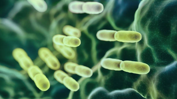 abs lactobacillus bulgaricus batteri - bacillus subtilis foto e immagini stock