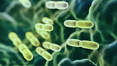 Abs Lactobacillus Bulgaricus Bacteria