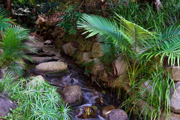 istock Pistachio Green and Eunry Red! Gurgling brook, Taylor Range, Queensland 1620401161