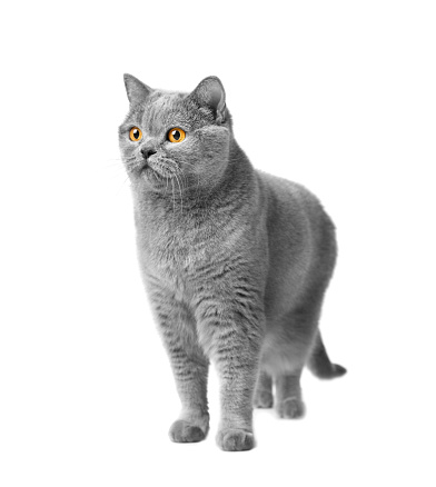 British blue cat with big orange eyes stands on a white background. Purebred gray cat on white isolated.