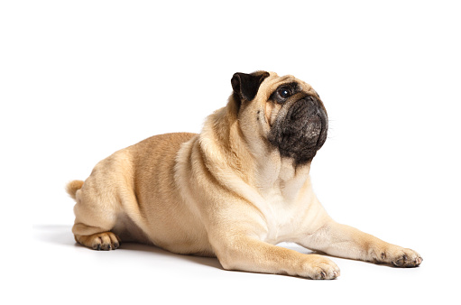 A purebred cute funny friendly pug lies on a white background and looks ahead expressively and with interest.