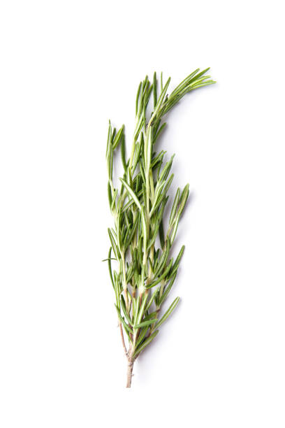 istock Sprig of fresh rosemary isolated on white background 1620412110