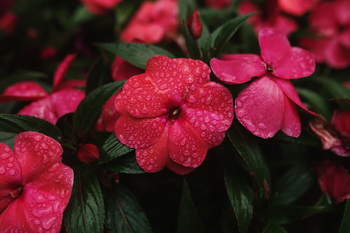 Red Dahlia in Rain