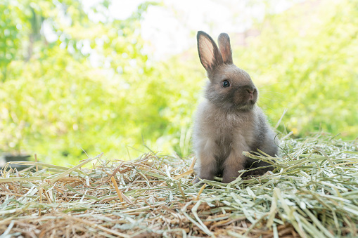 Little baby rabbit bunny playful on dry straw over bokeh spring green background. Healthy cuddle fluffy hair brown rabbit bunny sitting on natural with sunlight summer time. Easter pet animal concept