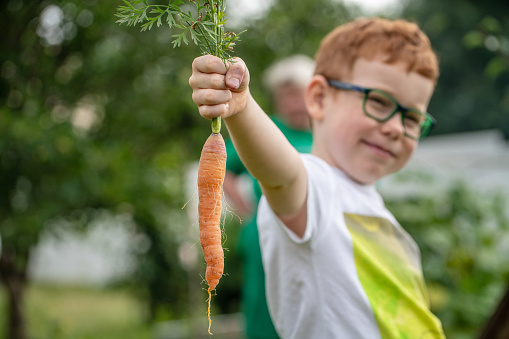 Fresh and juicy carrot in hand of cute redhead boy