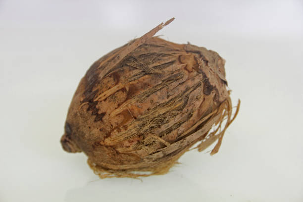 Areca catechu, Betel nut with cover