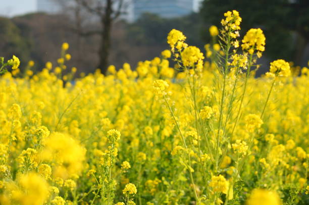 istock Rape blossoms blooming in a garden in Tokyo 1620449990
