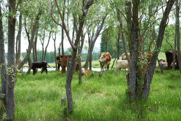 istock Herd of cows grazing in a meadow in the summer. 1620457326