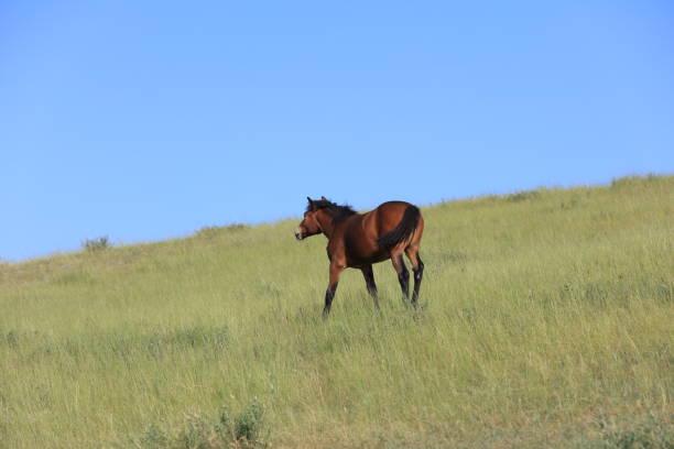 Wild Horses living in the wild