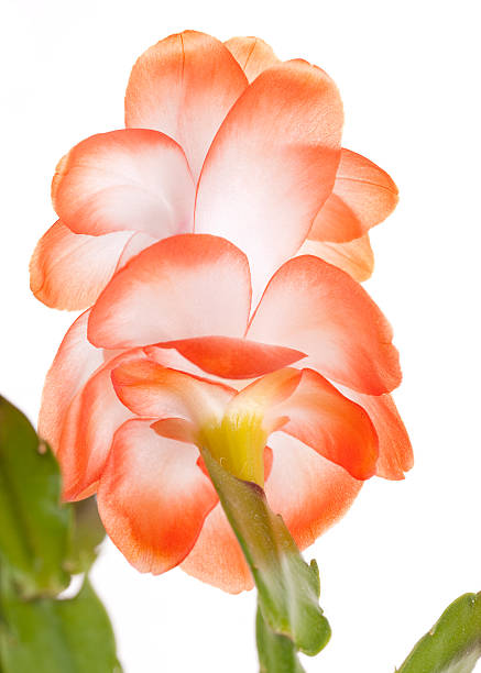 Zygocactus (syn. Schlumberga) flower Orange christmas Zygocactus (syn. Schlumberga) flower zygocactus truncatus stock pictures, royalty-free photos & images