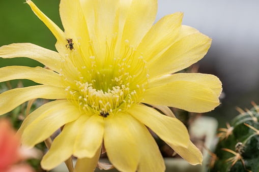 Blossom yellow lobivia flower cactus in spring natural background. Close up detail bright blooming fresh floral succulents cactus lobivia in garden stay home. Houseplant summer thorn succulents.