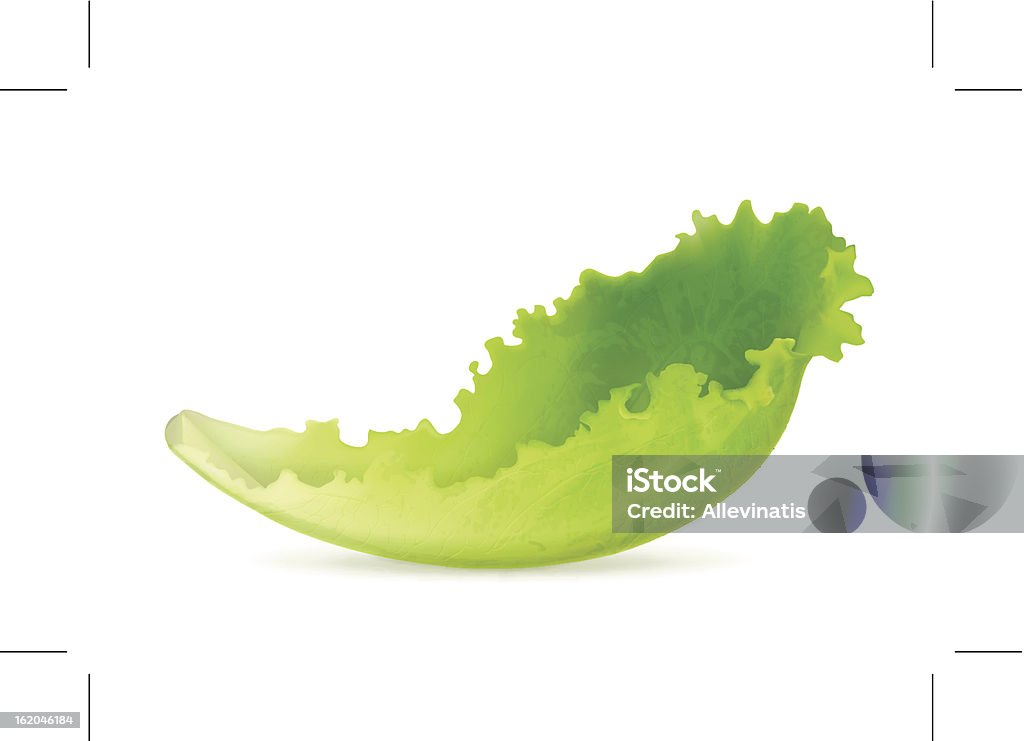 Lettuce - Royalty-free Alface arte vetorial