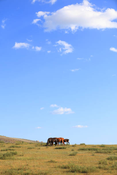 istock horses in the grasslands 1620462426