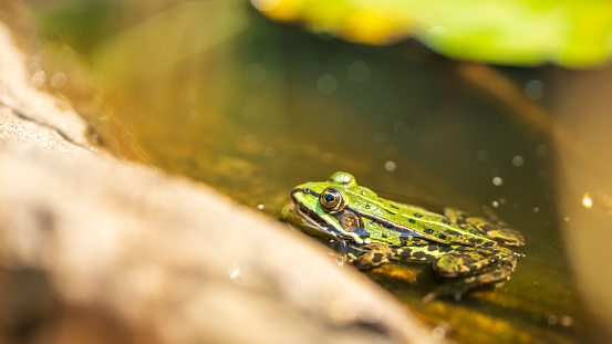 A common water frog in a pond