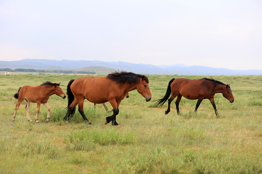 horses on the grassland, very beautiful