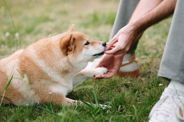 istock Training a Shiba Inu dog 1620474747
