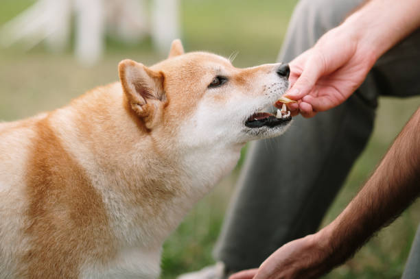 istock Giving a treat to a dog 1620475267