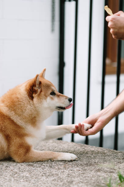istock Training a Shiba Inu dog 1620475272