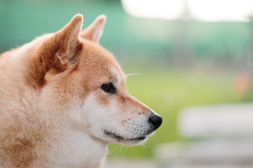 Side view portrait of a cute Shiba Inu dog