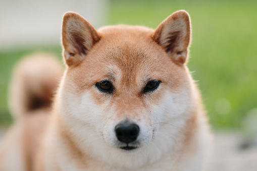 Portrait of a cute Shiba Inu dog looking at camera