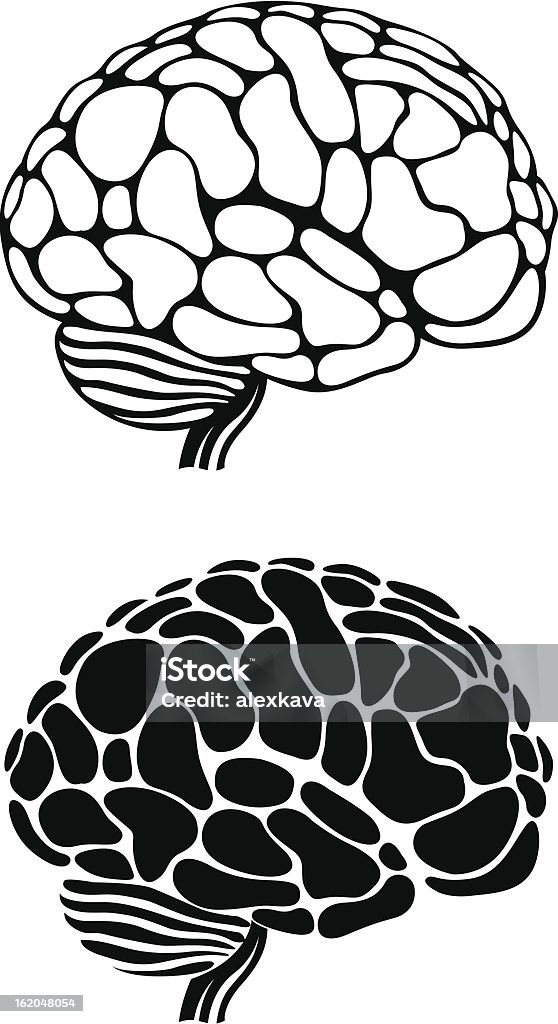 human brain set of two monochrome human brain illustrations Anatomy stock vector