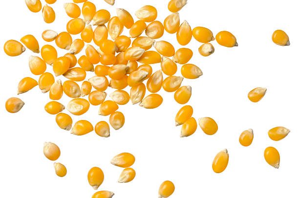 ядра кукурузы на белом - corn kernel стоковые фото и изображения