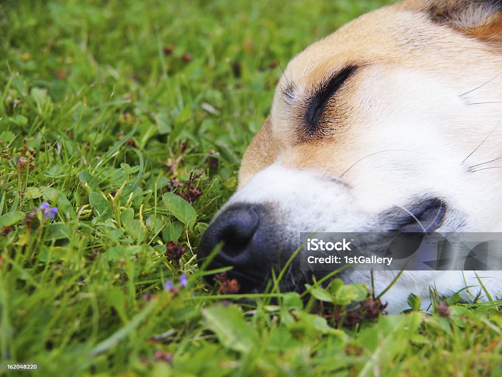 Собака в луг, крупный план - Стоковые фото Бежевый роялти-фри