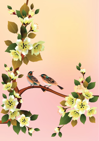 Spring. All wakes up, flowers sakura blossom love swallows.