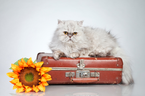 Persian cat posing on vintage suitcase