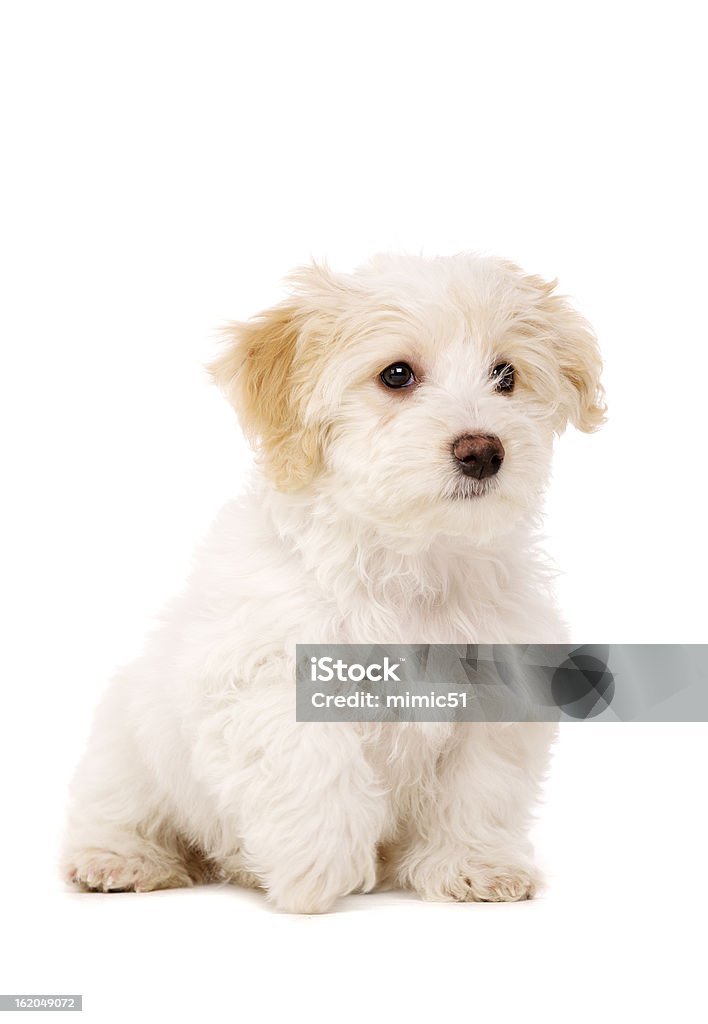 子犬 sat 白い背景に - ふわふわのロイヤリティフリーストックフォト