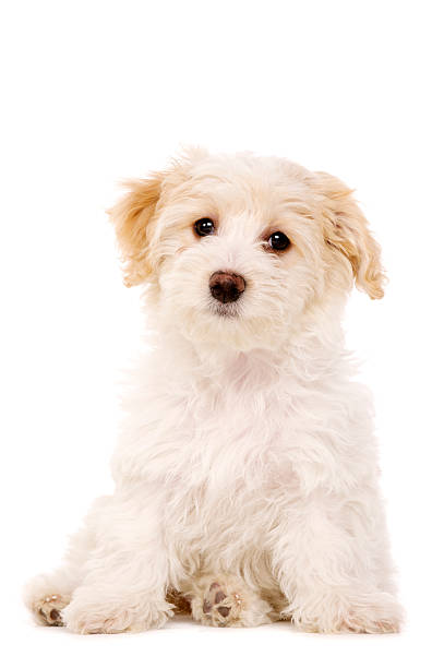 istock Puppy sat isolated on a white background 162049128