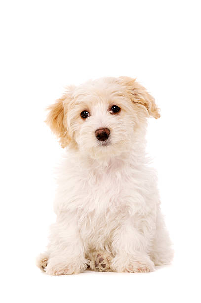 istock Puppy sat isolated on a white background 162049136