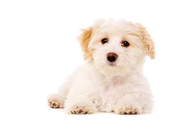 istock Puppy laid isolated on a white background 162049138