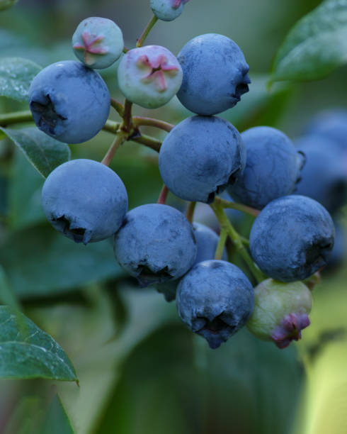istock Branch of ripe, large blueberries. Selective focus. 1620496065